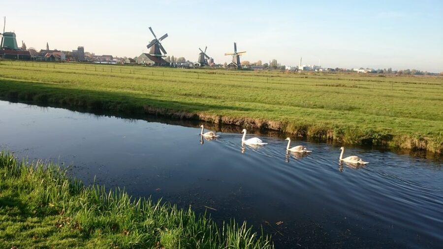 Zaanse Schans Windmills 4-Hour Tour in Italian - Is $46 a fair price?