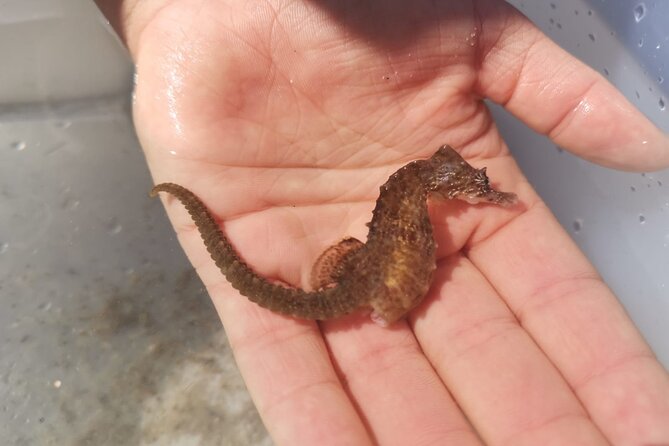 Zeeland Beach safari with Fishnet NL/DE - Why the group limit of 10 matters