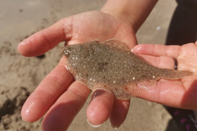 Zeeland Beach safari with Fishnet NL/DE - Is $17.25 good value?